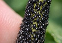 I checked my new spring growth and the stems are coated in these tiny, shiny black specks. They are packed so tight it looks like a living crust. Is My Garden Doomed?