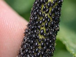 I checked my new spring growth and the stems are coated in these tiny, shiny black specks. They are packed so tight it looks like a living crust. Is My Garden Doomed?
