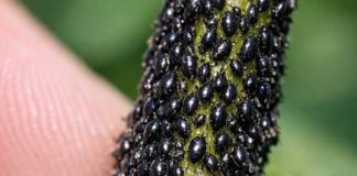 I checked my new spring growth and the stems are coated in these tiny, shiny black specks. They are packed so tight it looks like a living crust. Is My Garden Doomed?