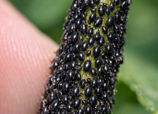 I checked my new spring growth and the stems are coated in these tiny, shiny black specks. They are packed so tight it looks like a living crust. Is My Garden Doomed?
