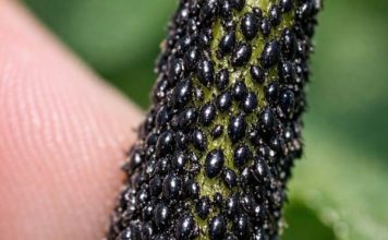 I checked my new spring growth and the stems are coated in these tiny, shiny black specks. They are packed so tight it looks like a living crust. Is My Garden Doomed?