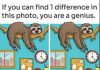 Find 1 Difference: The Sleepy Sloth and Busy Office