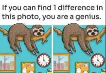 Find 1 Difference: The Sleepy Sloth and Busy Office