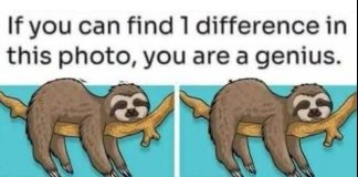 Find 1 Difference: The Sleepy Sloth and Busy Office