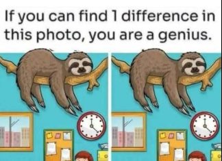 Find 1 Difference: The Sleepy Sloth and Busy Office