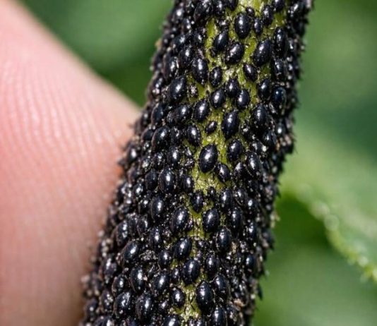 I checked my new spring growth and the stems are coated in these tiny, shiny black specks. They are packed so tight it looks like a living crust. Is My Garden Doomed?