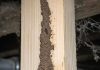I Found These Weird Dirt Tunnels Running Up the Support Beams in My Basement. I Poked One and It Crumbled, but It Looks Like They Go All the Way to the Subfloor. Is This Serious?