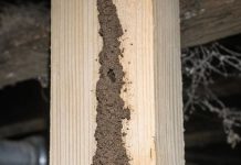 I Found These Weird Dirt Tunnels Running Up the Support Beams in My Basement. I Poked One and It Crumbled, but It Looks Like They Go All the Way to the Subfloor. Is This Serious?