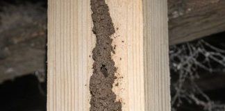 I Found These Weird Dirt Tunnels Running Up the Support Beams in My Basement. I Poked One and It Crumbled, but It Looks Like They Go All the Way to the Subfloor. Is This Serious?