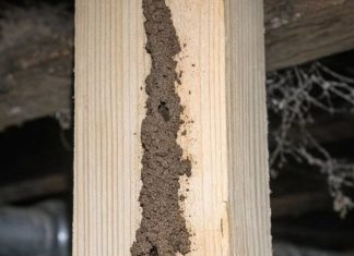 I Found These Weird Dirt Tunnels Running Up the Support Beams in My Basement. I Poked One and It Crumbled, but It Looks Like They Go All the Way to the Subfloor. Is This Serious?