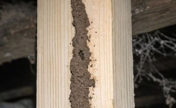 I Found These Weird Dirt Tunnels Running Up the Support Beams in My Basement. I Poked One and It Crumbled, but It Looks Like They Go All the Way to the Subfloor. Is This Serious?