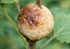 Cleaning out the beds and found this hard, foamy brown blob stuck to a stem. It looks exactly like a toasted marshmallow. Does anyone know what this is?