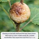 Cleaning out the beds and found this hard, foamy brown blob stuck to a stem. It looks exactly like a toasted marshmallow. Does anyone know what this is?
