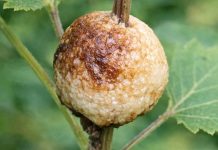 Cleaning out the beds and found this hard, foamy brown blob stuck to a stem. It looks exactly like a toasted marshmallow. Does anyone know what this is?
