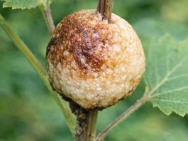 Cleaning out the beds and found this hard, foamy brown blob stuck to a stem. It looks exactly like a toasted marshmallow. Does anyone know what this is?