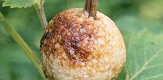 Cleaning out the beds and found this hard, foamy brown blob stuck to a stem. It looks exactly like a toasted marshmallow. Does anyone know what this is?