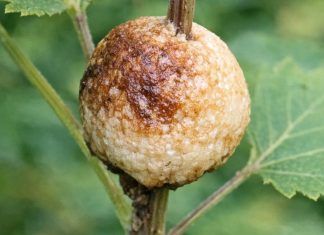Cleaning out the beds and found this hard, foamy brown blob stuck to a stem. It looks exactly like a toasted marshmallow. Does anyone know what this is?