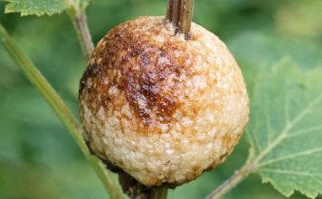 Cleaning out the beds and found this hard, foamy brown blob stuck to a stem. It looks exactly like a toasted marshmallow. Does anyone know what this is?