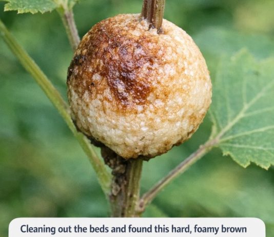 Cleaning out the beds and found this hard, foamy brown blob stuck to a stem. It looks exactly like a toasted marshmallow. Does anyone know what this is?
