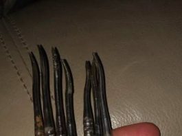 My Friend’s Grandparents Passed Away, and He Found These Strange Metal Tools. What Are They?