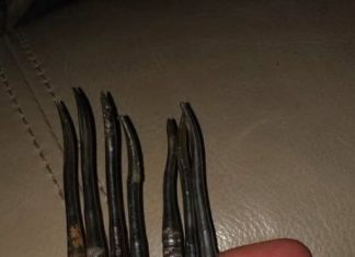 My Friend’s Grandparents Passed Away, and He Found These Strange Metal Tools. What Are They?