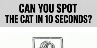Can You Spot the Cat in 10 Seconds?