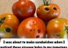 What It Means If You See These Holes in Tomatoes