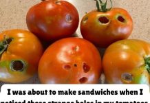 What It Means If You See These Holes in Tomatoes