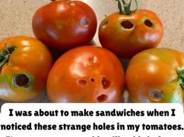 What It Means If You See These Holes in Tomatoes