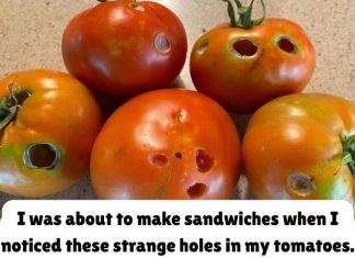 What It Means If You See These Holes in Tomatoes