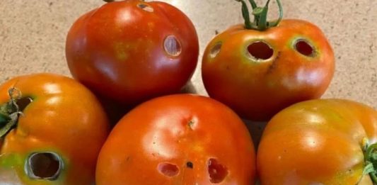 What It Means If You See These Holes in Tomatoes