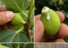 The Magic of Fig Sap Collection: Traditional Uses, Practical Knowledge, and Important Safety Tips