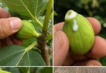 The Magic of Fig Sap Collection: Traditional Uses, Practical Knowledge, and Important Safety Tips
