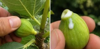 The Magic of Fig Sap Collection: Traditional Uses, Practical Knowledge, and Important Safety Tips