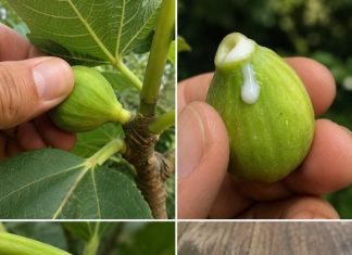 The Magic of Fig Sap Collection: Traditional Uses, Practical Knowledge, and Important Safety Tips