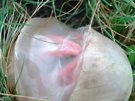 Please Do Not Investigate Further or Touch the Substance