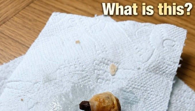 The “Monster” Under the Bed: How a Dusty Pistachio Shell Taught Me About Fear, Laughter, and the Human Brain