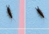 Warning! If You See This Tiny Bug in Your Kitchen, Check Your Pantry Right Away (Here’s What to Do Safely and Calmly)