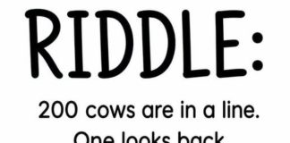 200 Cows Are in a Line: How Many Does the Cow Count?