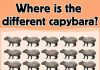 Where is the different capybara?