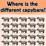 Where is the different capybara?