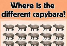 Where is the different capybara?