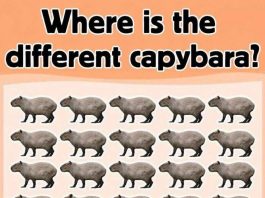 Where is the different capybara?