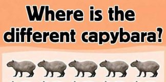 Where is the different capybara?