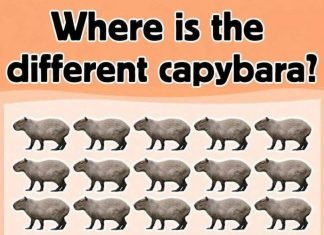Where is the different capybara?
