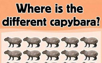 Where is the different capybara?