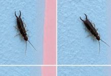 Warning! If You See This Tiny Bug in Your Kitchen, Check Your Pantry Right Away (Here’s What to Do Safely and Calmly)