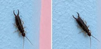 Warning! If You See This Tiny Bug in Your Kitchen, Check Your Pantry Right Away (Here’s What to Do Safely and Calmly)