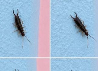 Warning! If You See This Tiny Bug in Your Kitchen, Check Your Pantry Right Away (Here’s What to Do Safely and Calmly)