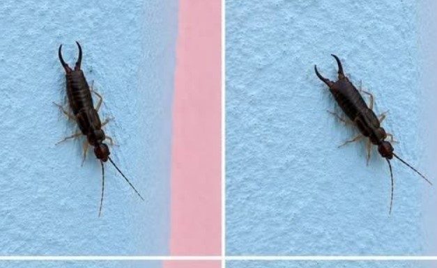 Warning! If You See This Tiny Bug in Your Kitchen, Check Your Pantry Right Away (Here’s What to Do Safely and Calmly)